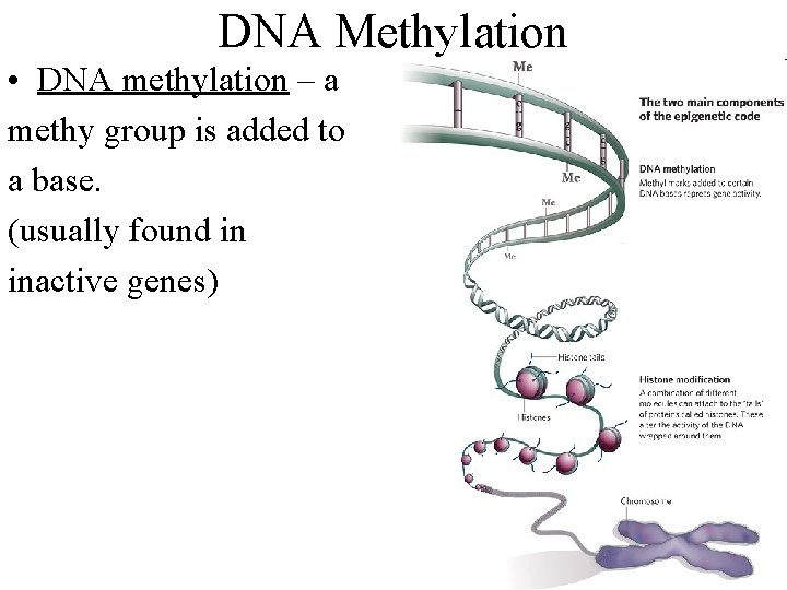DNA Methylation • DNA methylation – a methy group is added to a base.
