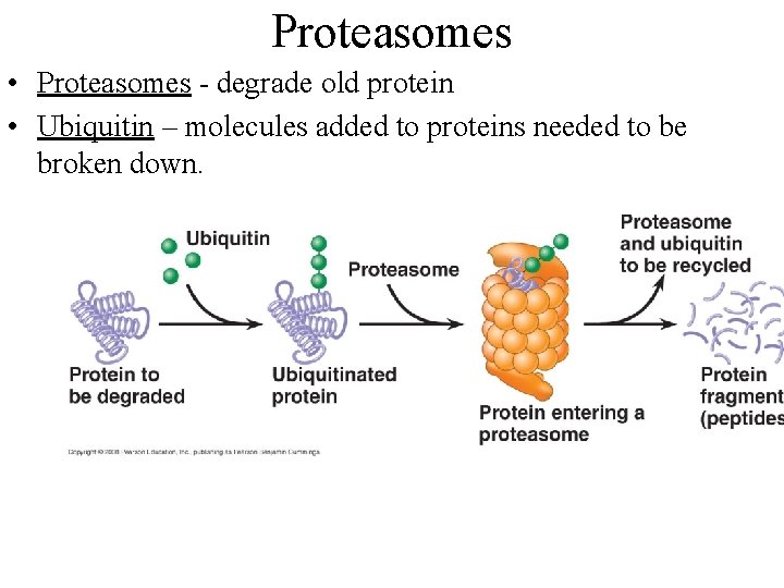 Proteasomes • Proteasomes - degrade old protein • Ubiquitin – molecules added to proteins