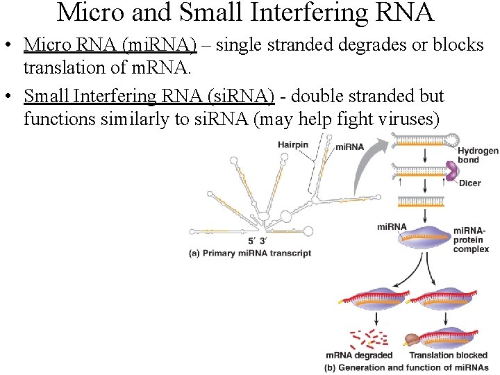 Micro and Small Interfering RNA • Micro RNA (mi. RNA) – single stranded degrades
