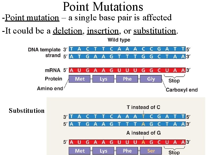 Point Mutations -Point mutation – a single base pair is affected -It could be