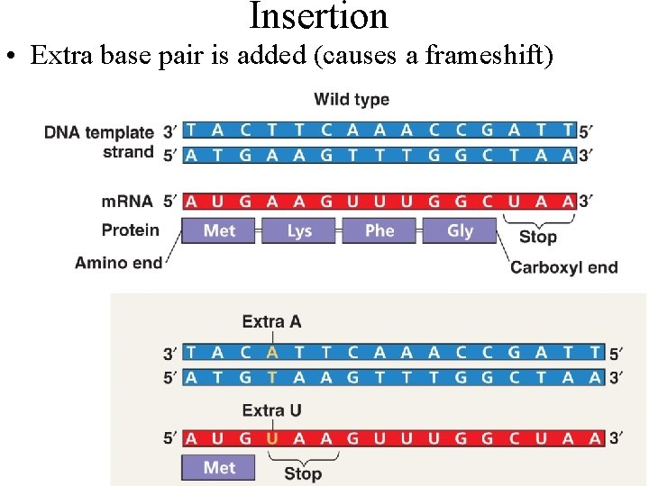 Insertion • Extra base pair is added (causes a frameshift) 
