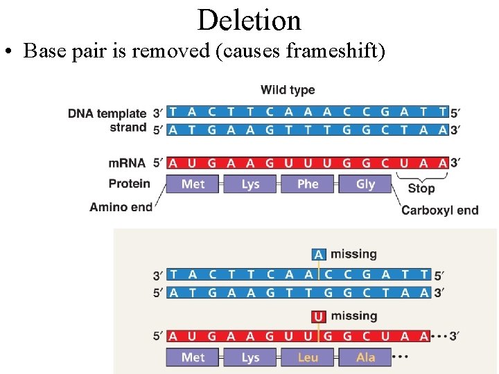 Deletion • Base pair is removed (causes frameshift) 