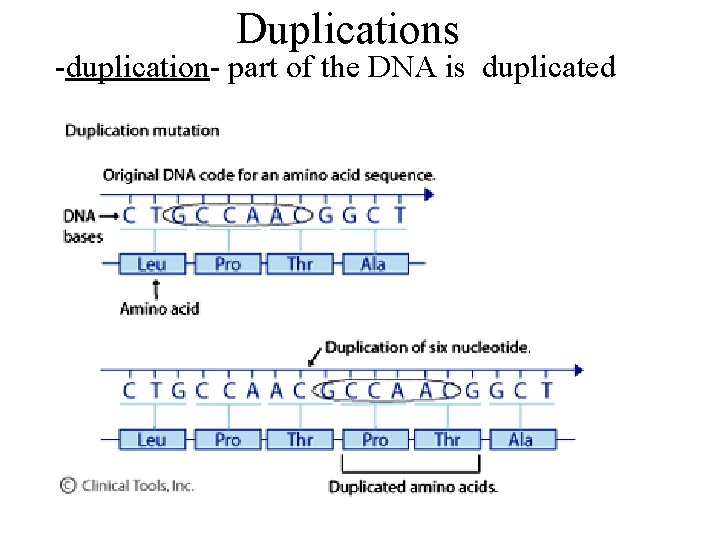 Duplications -duplication- part of the DNA is duplicated 