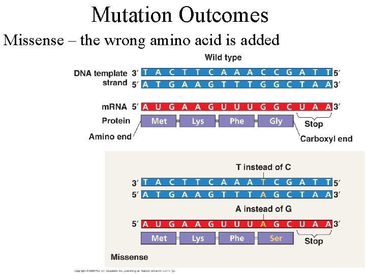 Mutation Outcomes Missense – the wrong amino acid is added 
