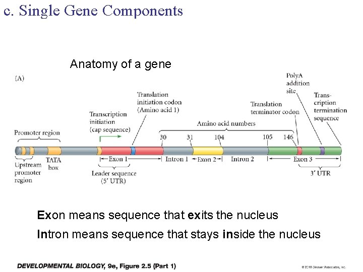 c. Single Gene Components Anatomy of a gene Exon means sequence that exits the