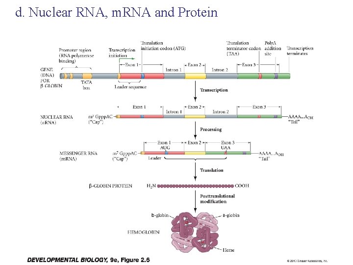d. Nuclear RNA, m. RNA and Protein 