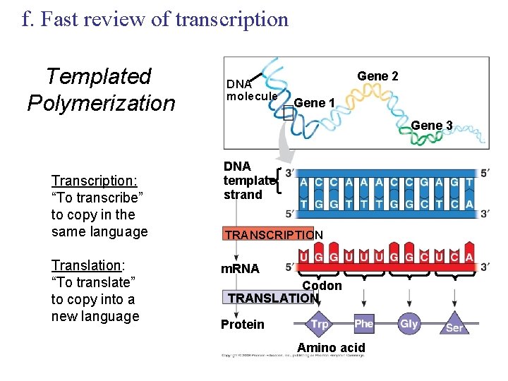 f. Fast review of transcription Templated Polymerization DNA molecule Gene 2 Gene 1 Gene