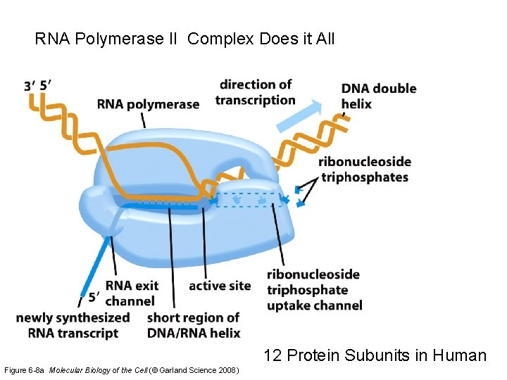 RNA Polymerase II Complex Does it All 12 Protein Subunits in Human Figure 6