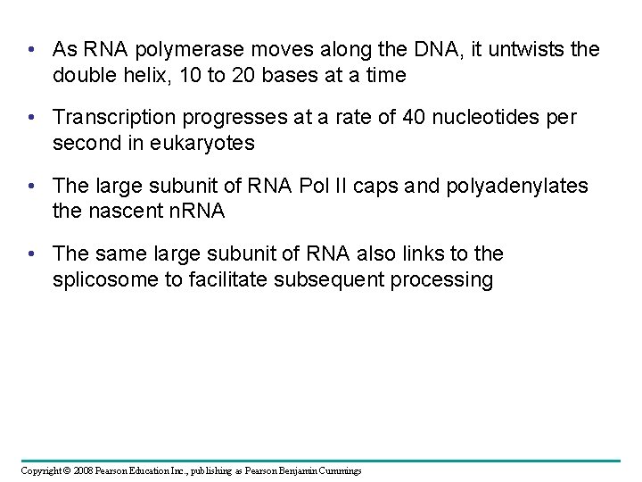  • As RNA polymerase moves along the DNA, it untwists the double helix,