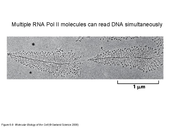 Multiple RNA Pol II molecules can read DNA simultaneously Figure 6 -9 Molecular Biology