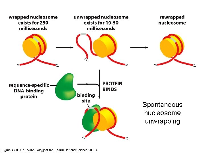 Spontaneous nucleosome unwrapping Figure 4 -28 Molecular Biology of the Cell (© Garland Science