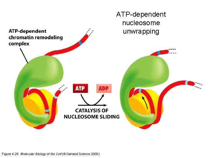 ATP-dependent nucleosome unwrapping Figure 4 -29 Molecular Biology of the Cell (© Garland Science