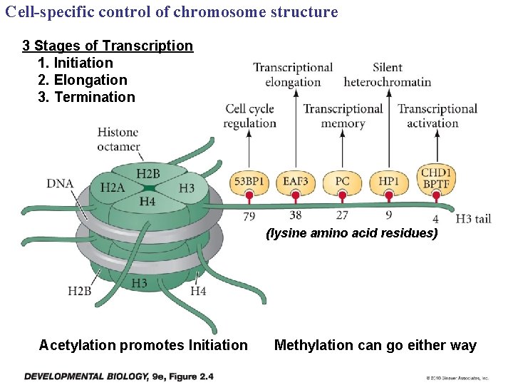 Cell-specific control of chromosome structure 3 Stages of Transcription 1. Initiation 2. Elongation 3.