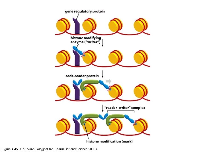 Figure 4 -45 Molecular Biology of the Cell (© Garland Science 2008) 