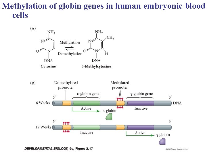 Methylation of globin genes in human embryonic blood cells 
