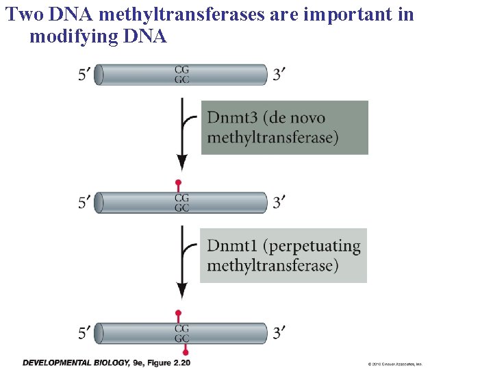 Two DNA methyltransferases are important in modifying DNA 