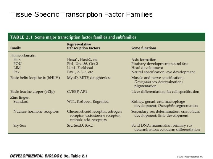 Tissue-Specific Transcription Factor Families 