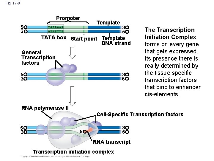 Fig. 17 -8 Promoter Template 5 3 3 5 TATA box Start point Template