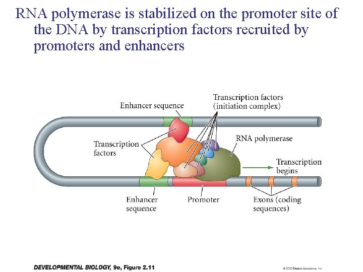 RNA polymerase is stabilized on the promoter site of the DNA by transcription factors