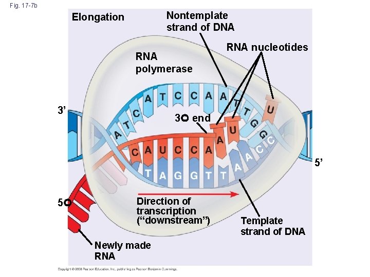 Fig. 17 -7 b Nontemplate strand of DNA Elongation RNA polymerase 3’ RNA nucleotides