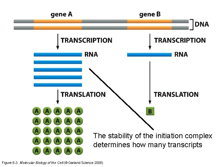 The stability of the initiation complex determines how many transcripts Figure 6 -3 Molecular