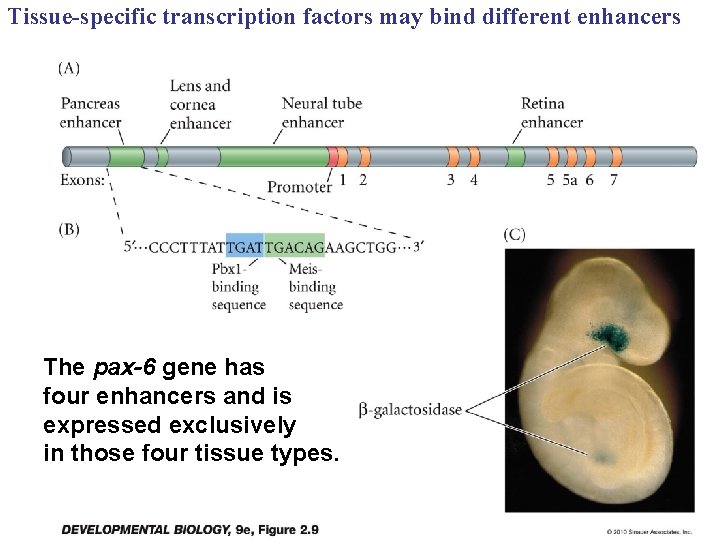 Tissue-specific transcription factors may bind different enhancers The pax-6 gene has four enhancers and