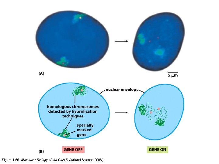 Figure 4 -65 Molecular Biology of the Cell (© Garland Science 2008) 