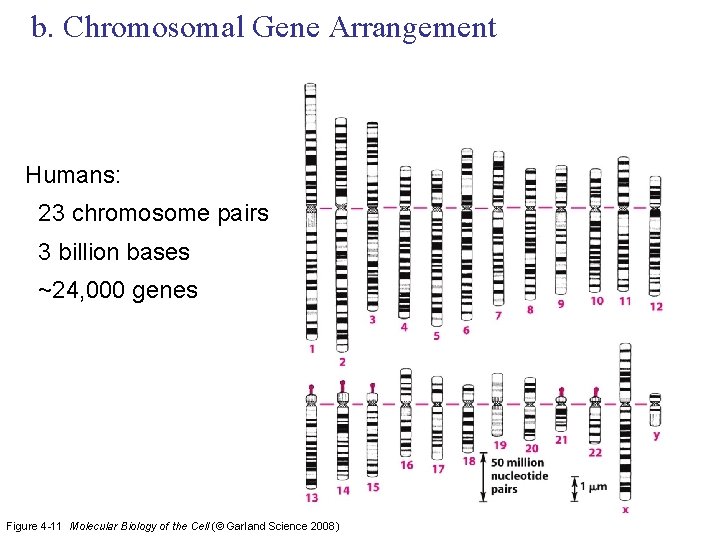 b. Chromosomal Gene Arrangement Humans: 23 chromosome pairs 3 billion bases ~24, 000 genes