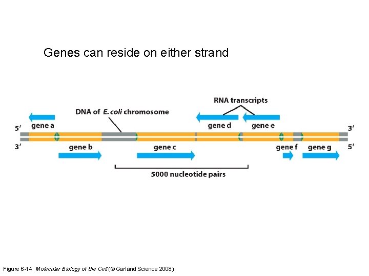 Genes can reside on either strand Figure 6 -14 Molecular Biology of the Cell
