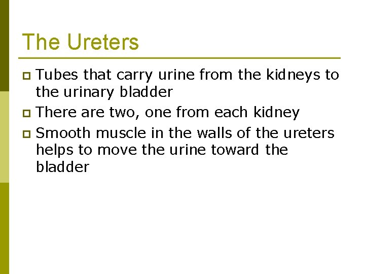 The Ureters Tubes that carry urine from the kidneys to the urinary bladder p