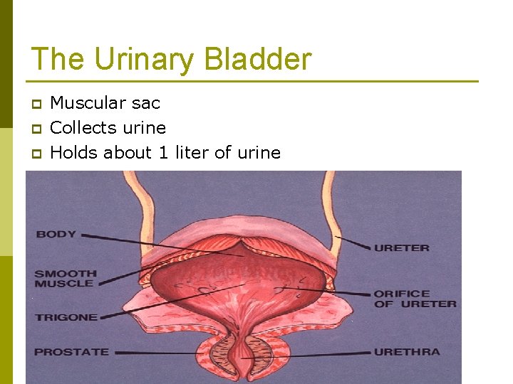 The Urinary Bladder p p p Muscular sac Collects urine Holds about 1 liter