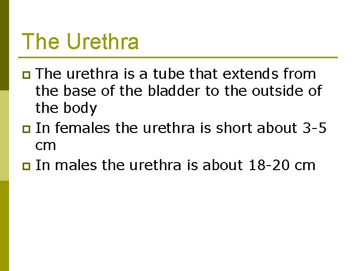 The Urethra The urethra is a tube that extends from the base of the