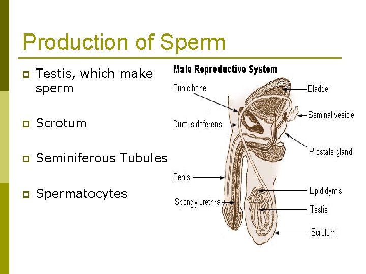 Production of Sperm p Testis, which make sperm p Scrotum p Seminiferous Tubules p
