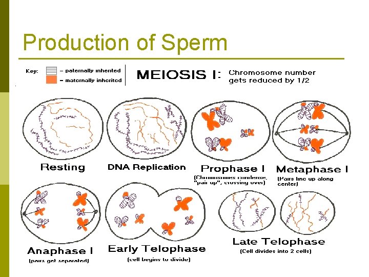 Production of Sperm 
