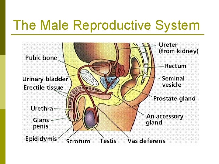 The Male Reproductive System 