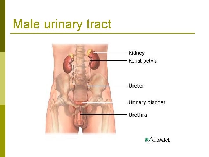 Male urinary tract 