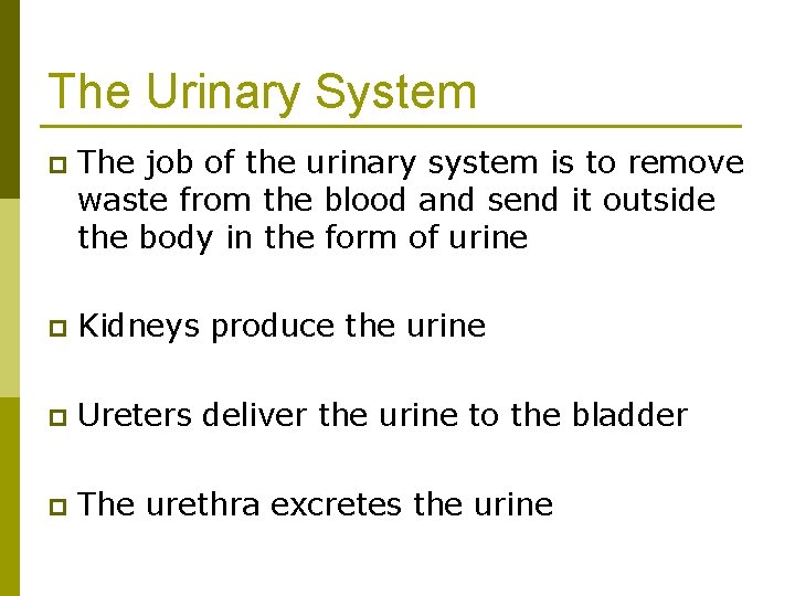 The Urinary System p The job of the urinary system is to remove waste