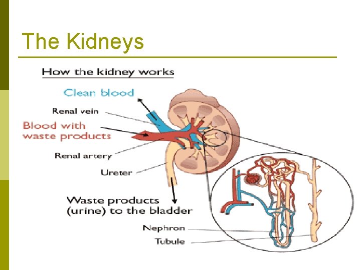 The Kidneys 