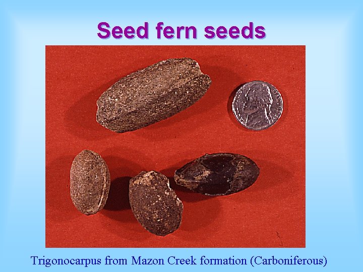 Seed fern seeds Trigonocarpus from Mazon Creek formation (Carboniferous) 