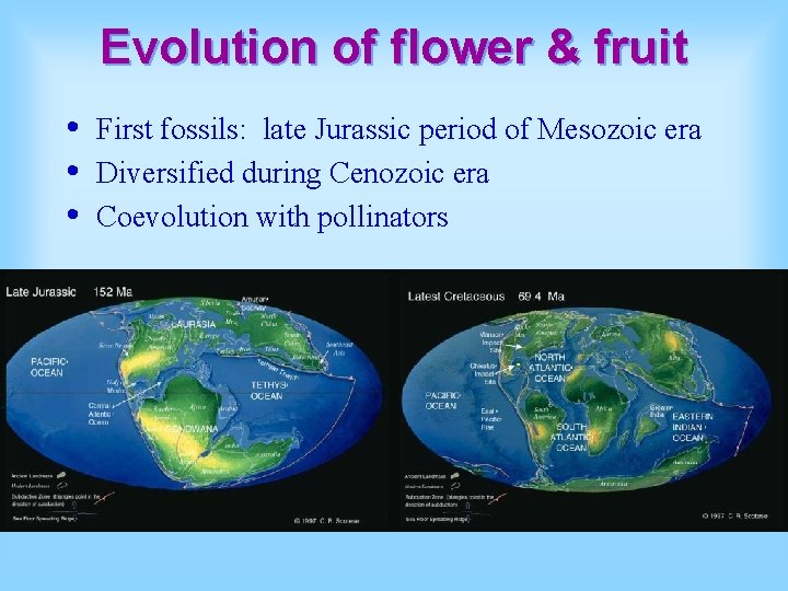 Evolution of flower & fruit • • • First fossils: late Jurassic period of