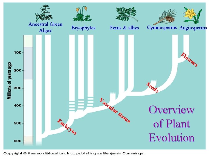 Ancestral Green Algae Bryophytes Ferns & allies Gymnosperms Angiosperms Fl ow Se Va sc