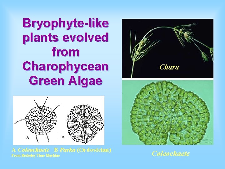 Bryophyte-like plants evolved from Charophycean Green Algae A Coleochaete B Parka (Ordovician) From Berkeley