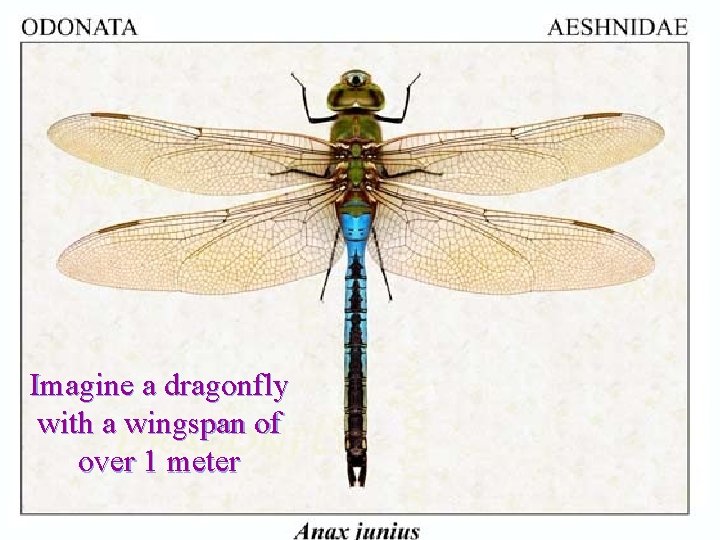 Imagine a dragonfly with a wingspan of over 1 meter 