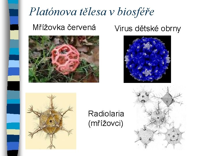 Platónova tělesa v biosféře Mřížovka červená Virus dětské obrny Radiolaria (mřížovci) 