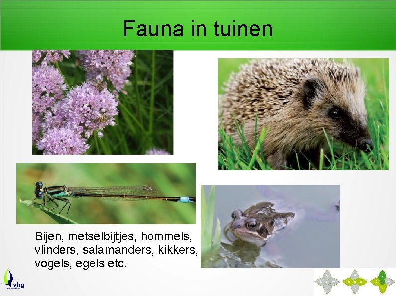 Fauna in tuinen Bijen, metselbijtjes, hommels, vlinders, salamanders, kikkers, vogels, egels etc. 