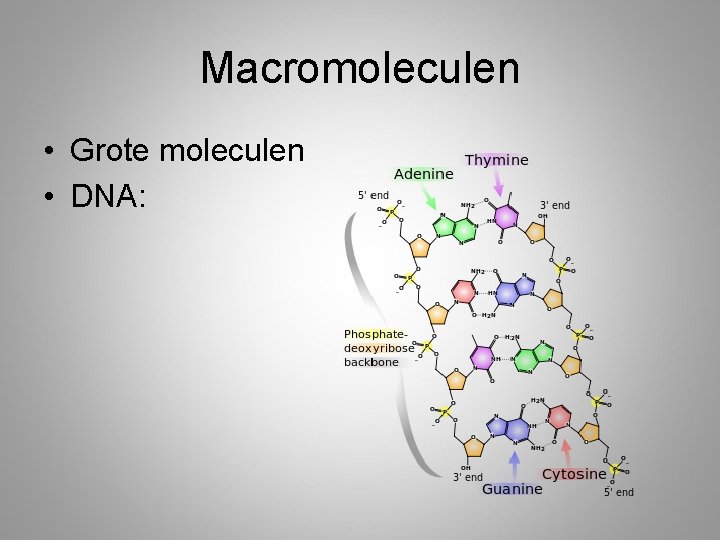 Macromoleculen • Grote moleculen • DNA: 