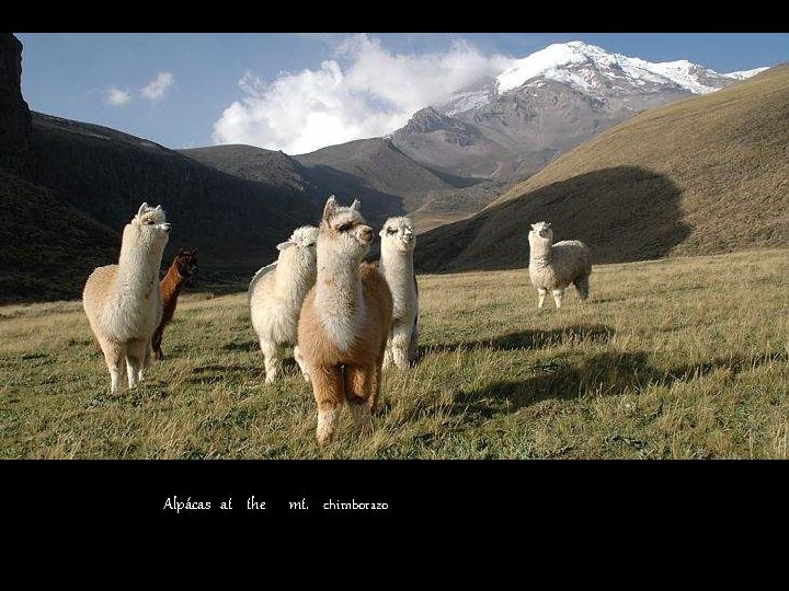 Alpácas at the mt. chimborazo 