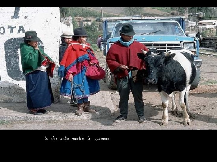 to the cattle market in guamote 