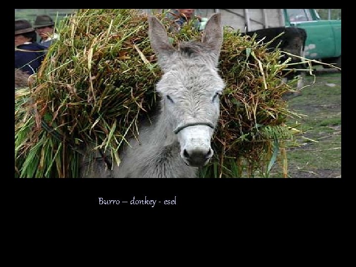 Burro – donkey - esel 