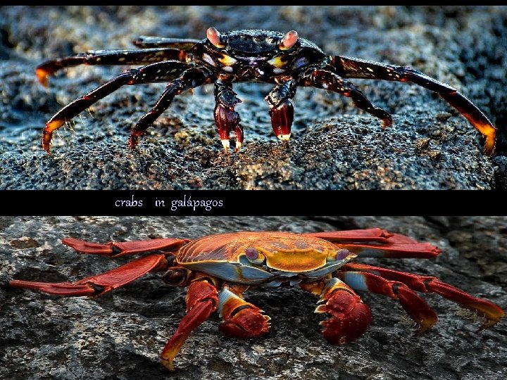 crabs in galápagos 